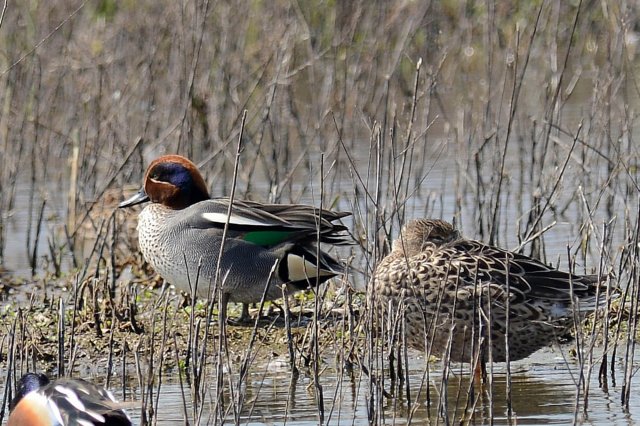 Sarcelle d'hiver / Eurasian Teal